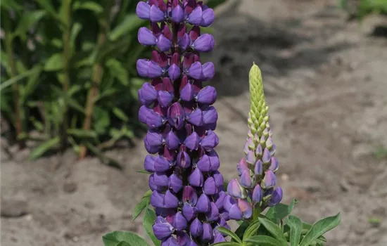 Garten-Lupine 'Camelot Blue®' Garten-Lupine 'Camelot Blue®'