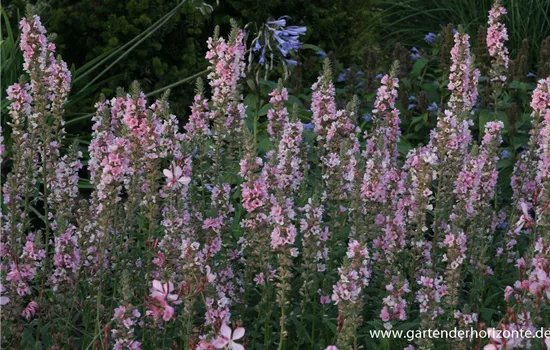 Garten-Blut-Weiderich 'Blush' Garten-Blut-Weiderich 'Blush'