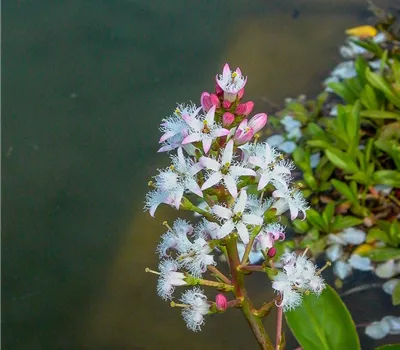 Fieberklee Fieberklee