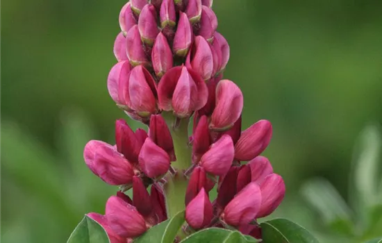 Lupine 'Camelot Red'® Lupine 'Camelot Red'®