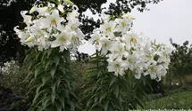 Lilium 'Casablanca'