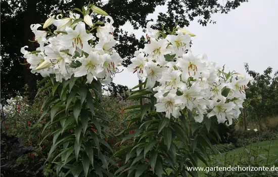 Lilie 'Casablanca' Lilie 'Casablanca'