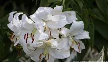 Lilium 'Casablanca'