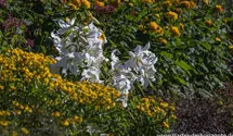 Lilium 'Casablanca'
