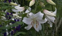 Lilium 'Casablanca'