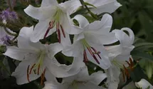 Lilium 'Casablanca'