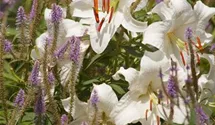 Lilium 'Casablanca'
