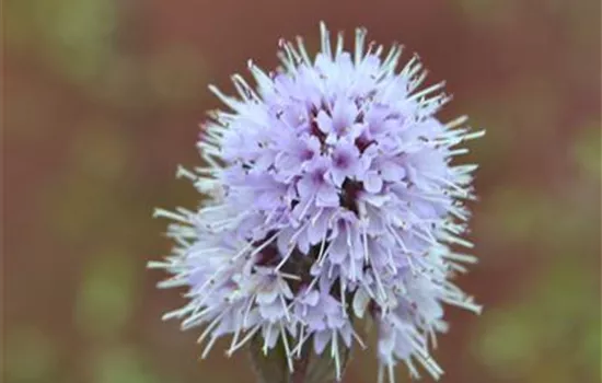 Bach-Minze Bach-Minze