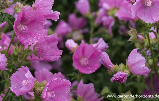 Moschus-Malve Moschus-Malve