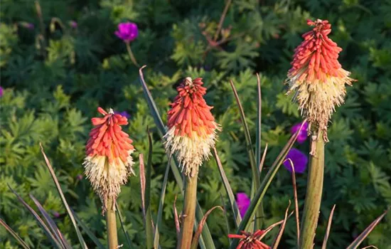 Garten-Fackellilie Garten-Fackellilie