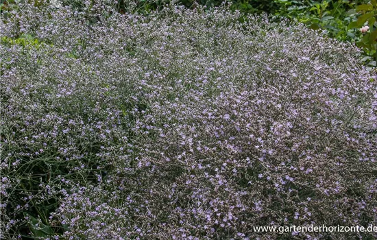 Breitblättriger Steppenschleier Breitblättriger Steppenschleier