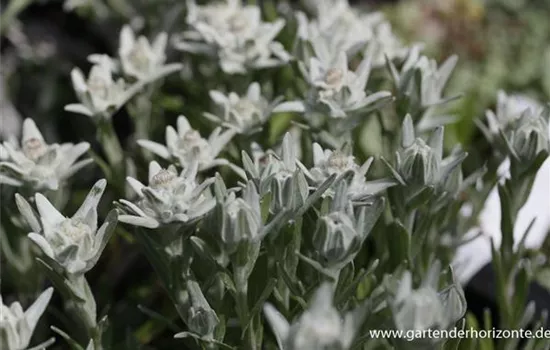 Garten-Edelweiß 'Zugspitze' Garten-Edelweiß 'Zugspitze'