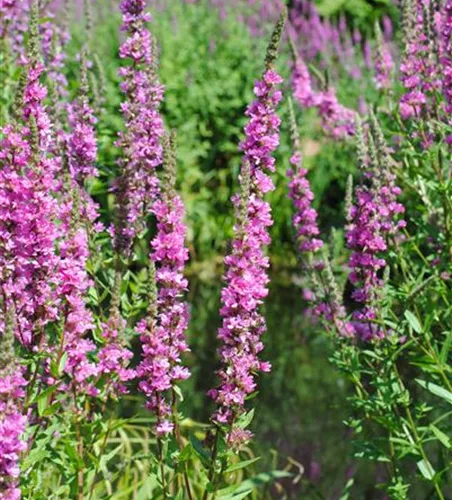 Garten-Blut-Weiderich 'Robert' Garten-Blut-Weiderich 'Robert'