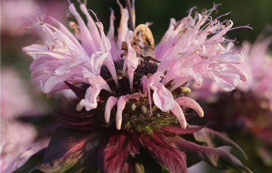 Garten-Indianernessel 'Beauty of Cobham' Garten-Indianernessel 'Beauty of Cobham'