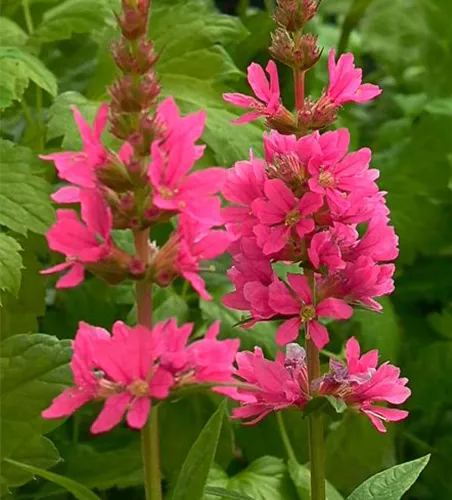 Garten-Blut-Weiderich 'Robin' Garten-Blut-Weiderich 'Robin'