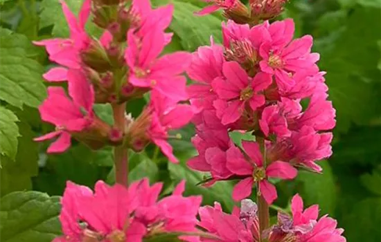 Garten-Blut-Weiderich 'Robin' Garten-Blut-Weiderich 'Robin'