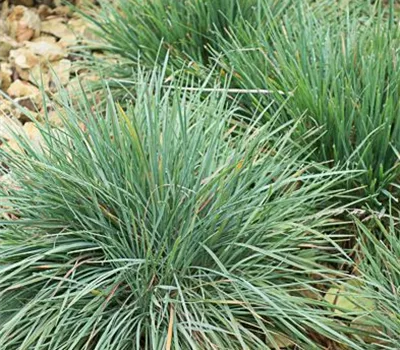 Blaugraues Schillergras Blaugraues Schillergras