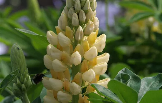 Garten-Lupine 'Camelot Yellow'® Garten-Lupine 'Camelot Yellow'®