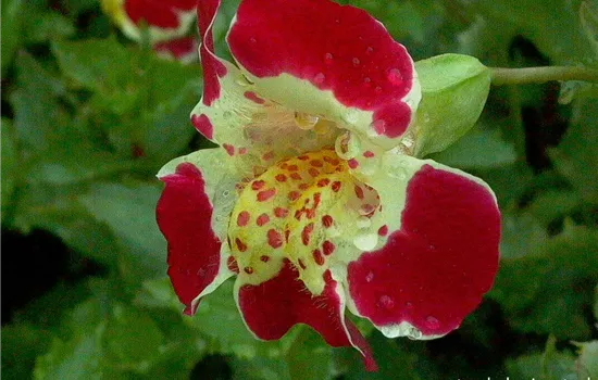 Gauklerblume Gauklerblume