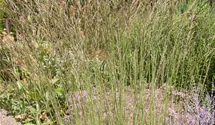 Molinia caerulea 'Dauerstrahl'