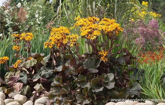 Strauß-Goldkolben Strauß-Goldkolben