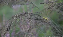 Molinia caerulea 'Dauerstrahl'