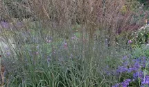 Molinia caerulea 'Dauerstrahl'