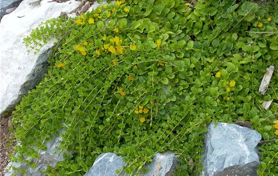 Pfennigkraut Pfennigkraut