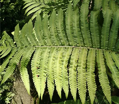 Asiatischer Straußenfarn Asiatischer Straußenfarn