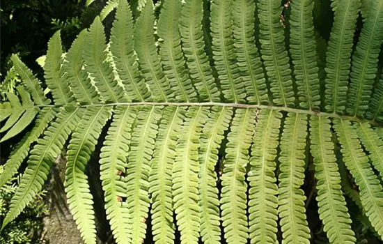 Asiatischer Straußenfarn Asiatischer Straußenfarn