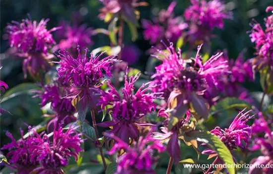 Indianernessel Indianernessel