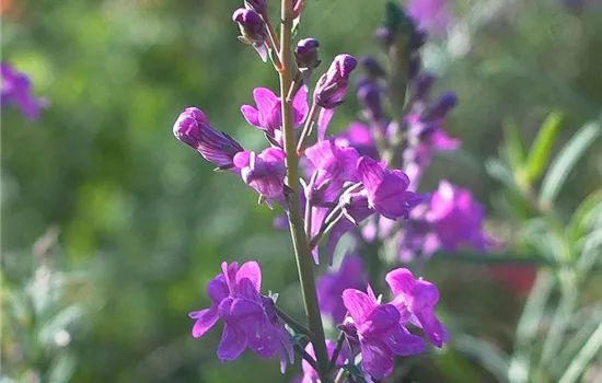 Purpurblütiges Leinkraut Purpurblütiges Leinkraut