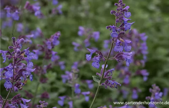 Katzenminze 'Dropmore' Katzenminze 'Dropmore'