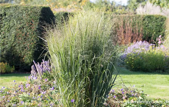 Garten-Ruten-Hirse 'Northwind' Garten-Ruten-Hirse 'Northwind'