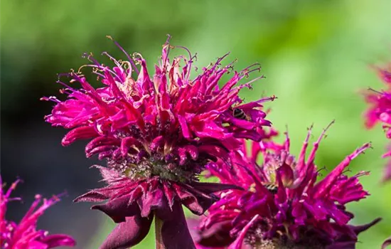 Indianernessel Indianernessel