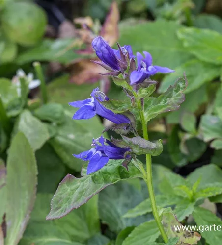 Garten-Lobelie 'Blaue Auslese' Garten-Lobelie 'Blaue Auslese'