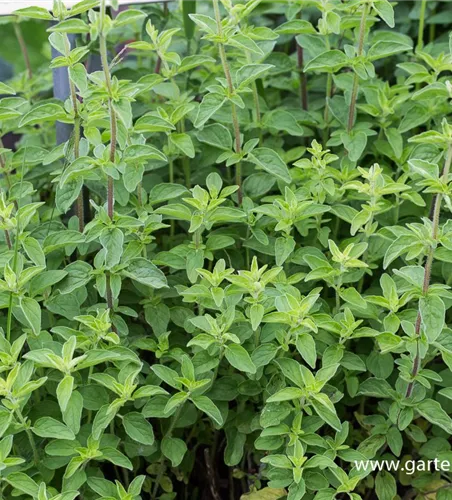 Origanum vulgare Origanum vulgare