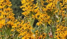 Ligularia dentata