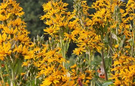 Strauß-Goldkolben Strauß-Goldkolben