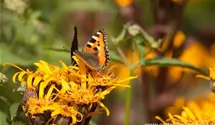 Ligularia dentata