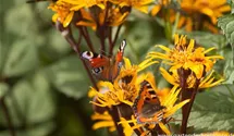 Ligularia dentata