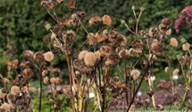 Ligularia dentata
