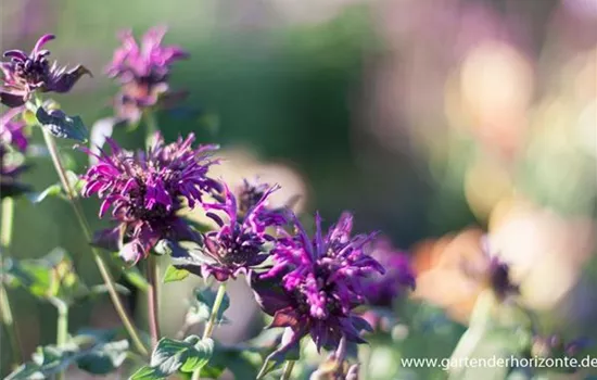 Indianernessel Indianernessel