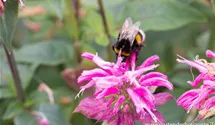 Monarda fistulosa 'Marshall´s Delight'
