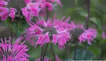 Monarda fistulosa 'Marshall´s Delight'