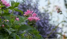 Monarda fistulosa 'Marshall´s Delight'