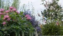 Monarda fistulosa 'Marshall´s Delight'