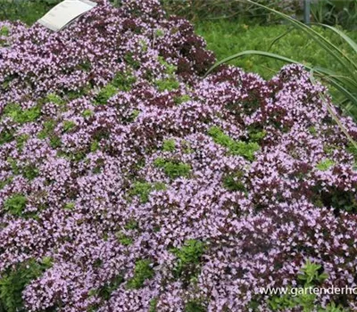 Origanum vulgare 'Compactum' Origanum vulgare 'Compactum'
