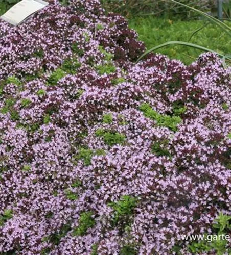 Origanum vulgare 'Compactum' Origanum vulgare 'Compactum'