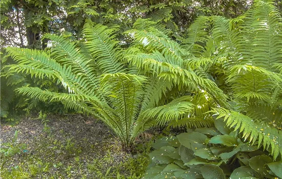 Europäischer Straußenfarn Europäischer Straußenfarn